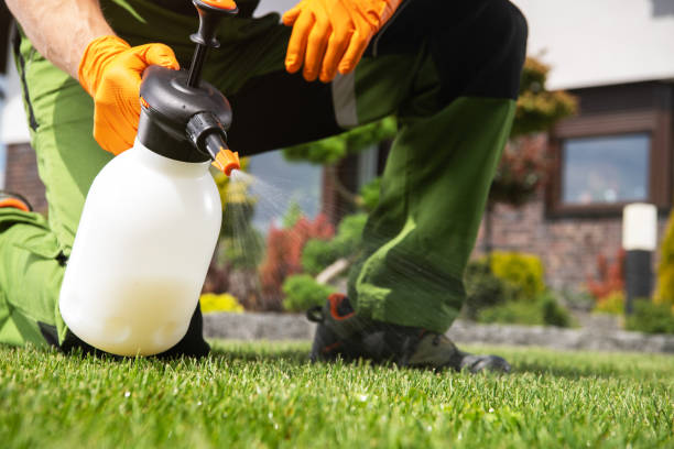 Flea Control Services in Lake Lure, NC