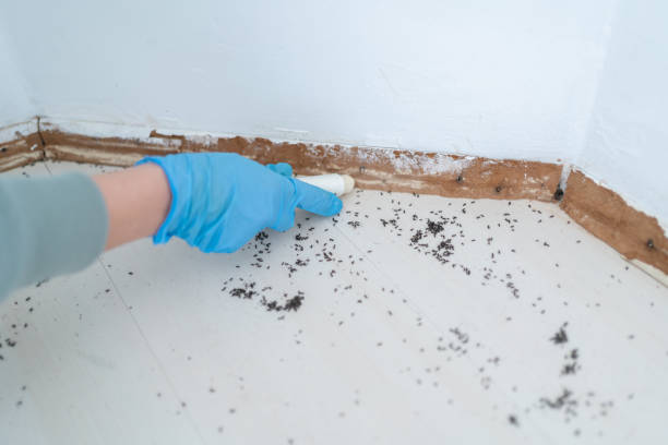 Professional Pest Control in Lake Lure, NC
